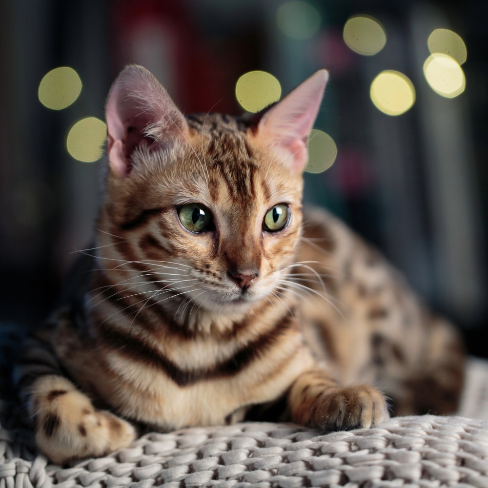 Gentle Whispers Calm Cats Always