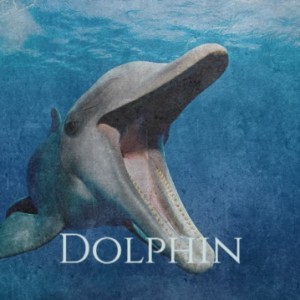 ดาวน์โหลดและฟังเพลง Dolphin พร้อมเนื้อเพลงจาก Les Baxter