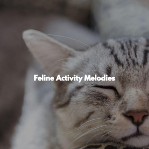 Feline Activity Melodies
