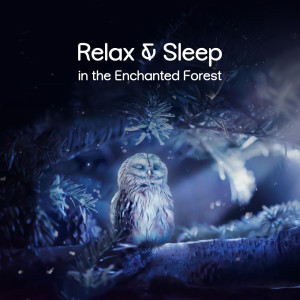 Album Relax & Sleep in the Enchanted Forest from Sleeping Aid Music Lullabies