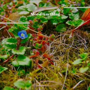 ดาวน์โหลดและฟังเพลง Additional Honey พร้อมเนื้อเพลงจาก Juline Nand