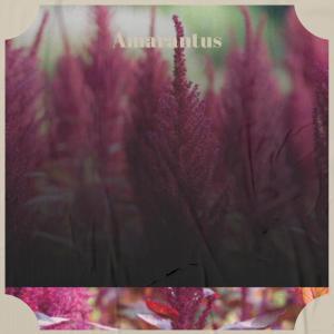ดาวน์โหลดและฟังเพลง Silvertip พร้อมเนื้อเพลงจาก Lanne Chaa