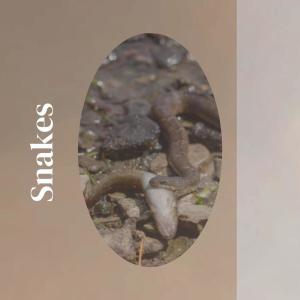 Various Artists的專輯Snakes