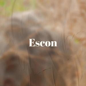 Escon dari Various Artists