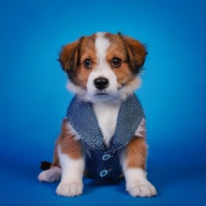 ดาวน์โหลดและฟังเพลง Noche De Relajación Para Los Perros พร้อมเนื้อเพลงจาก El Camino