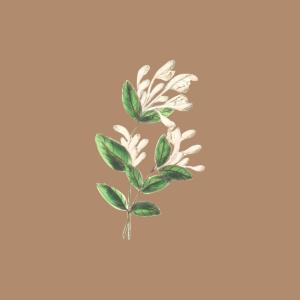 Bloodstone的專輯Blooming