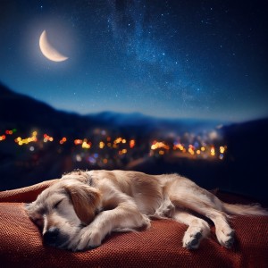 Amante de las criaturas的專輯Sueño Descansado: Ritmos De Hip Hop Para Mascotas
