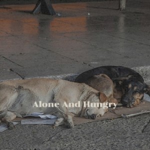 Album Alone and Hungry from Various