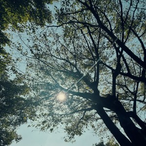 Listen to 树叶光影komorebi (完整版) song with lyrics from 郑斯尹