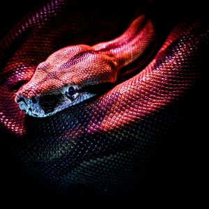 Rich E的專輯Can’t Snake Me