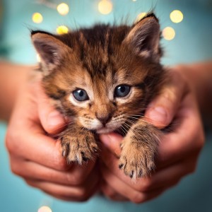 อัลบัม Music For Cats Who Rule The Quiet World ศิลปิน Calm Cat Moments