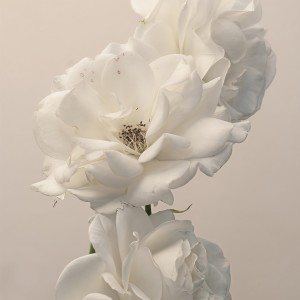 ดาวน์โหลดและฟังเพลง Erase (Acoustic) พร้อมเนื้อเพลงจาก Imminence