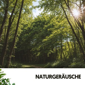 Sons De La Nature的專輯Sons Naturels et Bruit : Sérénade Tranquille