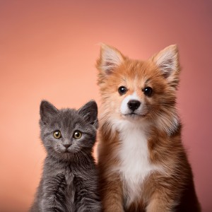 ดาวน์โหลดและฟังเพลง El Espíritu Del Animal พร้อมเนื้อเพลงจาก Lluvia relajante para seres