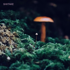 ดาวน์โหลดและฟังเพลง Milkcap พร้อมเนื้อเพลงจาก Shiitake
