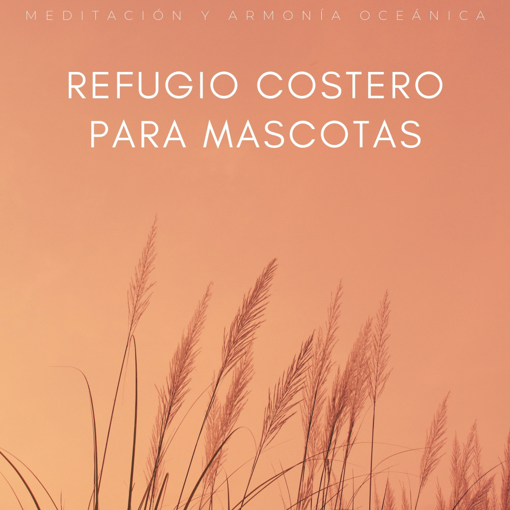 Sueños De Playa Arenosa