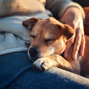 ดาวน์โหลดและฟังเพลง The Soft Touch of a Friend พร้อมเนื้อเพลงจาก Pets Music