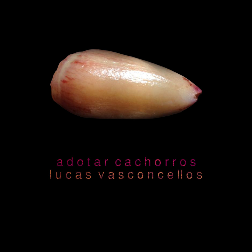 Adotar Cachorros