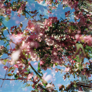 Album Flowers of the Revolution from 