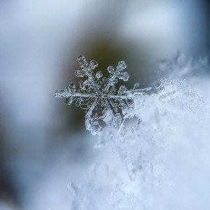 Album Snow World from 