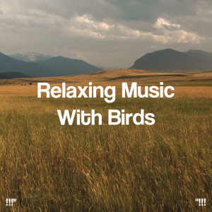 Album "!!! Relaxing Music With Birds !!!" from Relaxing Music Therapy