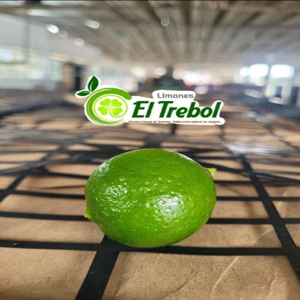 Los del Trebol (feat. MIGUEL RENTERIA)