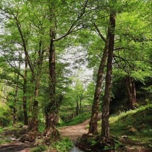 Listen to Sleep Hibernation song with lyrics from Yoga Music