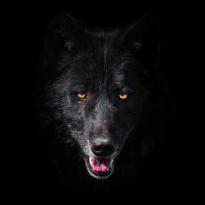 Album Wolves (Explicit) from Smellington Piff