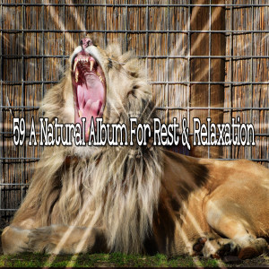Listen to Sleep Finder song with lyrics from Baby Sleep