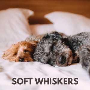 收聽Relaxing Music for Dogs的Soft Whiskers歌詞歌曲