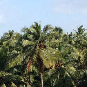 Isaac Aesili的專輯Jungles (Broke One Remix)