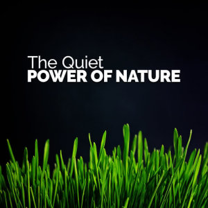 收聽Nature Sounds 2015的Morning Woodland歌詞歌曲