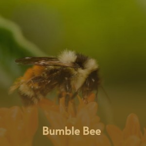 收聽Big Mama Thornton的Bumble Bee歌詞歌曲