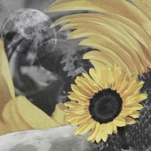P.A.A.K的專輯Sunflower