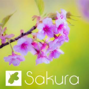 收听Oorora的Sakura.歌词歌曲