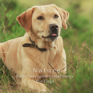 Nature: Rain Therapeutic Harmony for Dogs dari Outside HD Samples