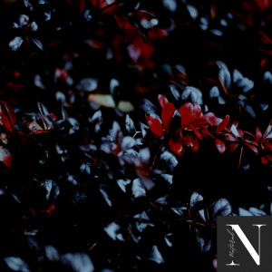 Natural的專輯Forest of Nature