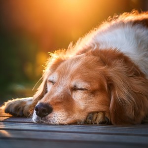 ดาวน์โหลดและฟังเพลง Vibraciones Nocturnas Para Mascotas พร้อมเนื้อเพลงจาก Sonidos para criaturas en paz