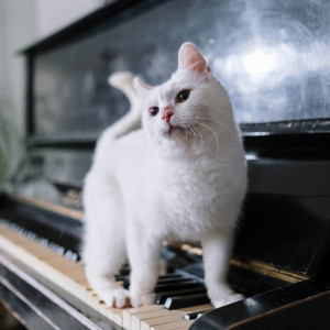 Music For Pet Companionship: Animal Affection