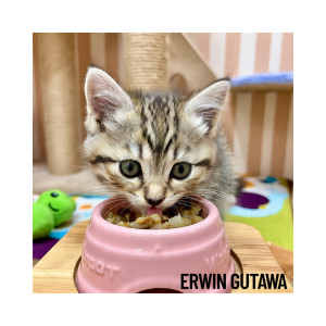 Album Broken Things Still Sing from Erwin Gutawa
