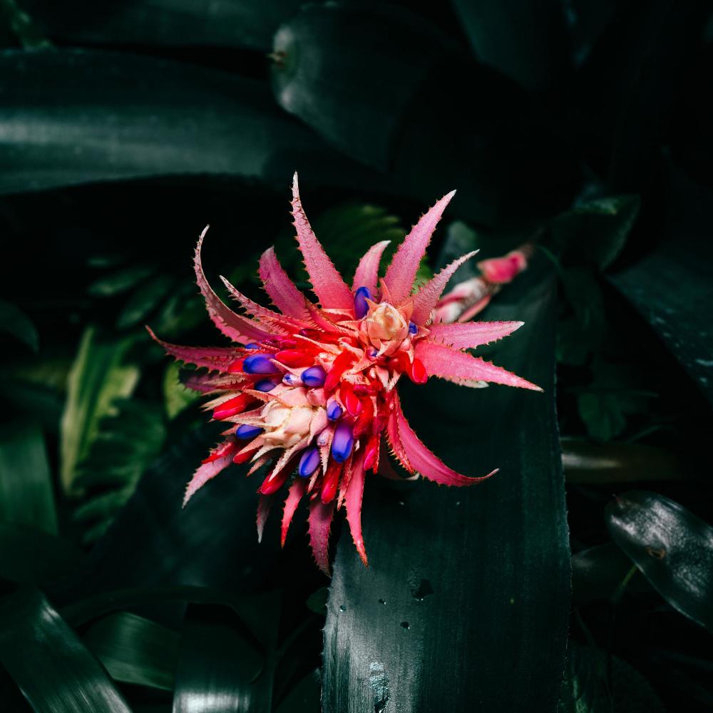 Jungle
