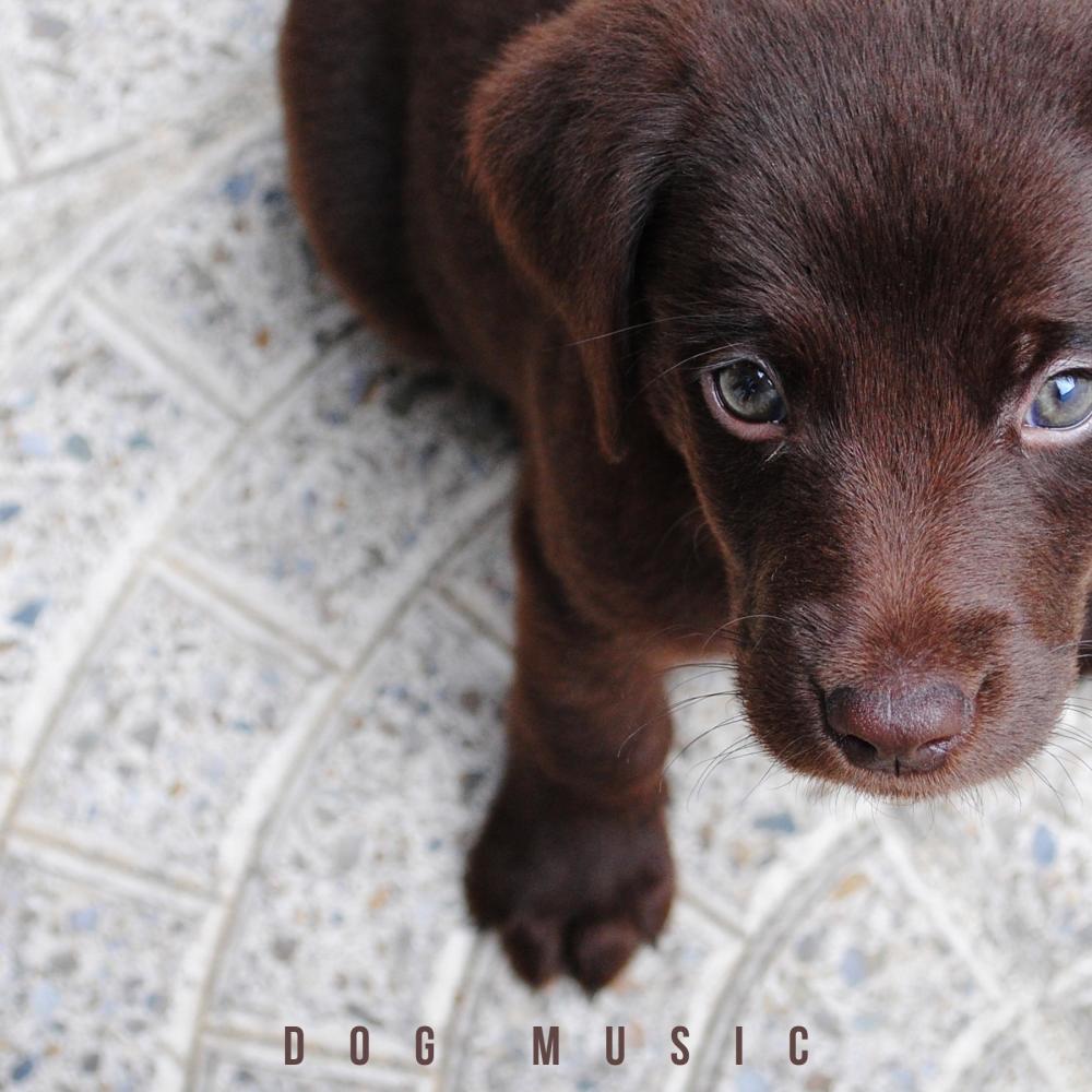 Soft Music For Puppies