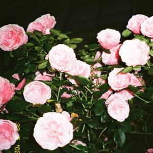 收聽Clemence的Bouquet de fleurs歌詞歌曲