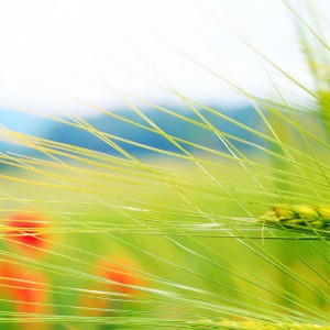 收聽荏然的飛鳥和蟬 (女生版)歌詞歌曲