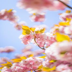 ดาวน์โหลดและฟังเพลง Soft Ground พร้อมเนื้อเพลงจาก Asian Zen: Spa Music Meditation