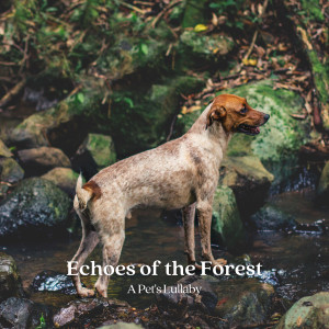收聽Wet Forest的Midnight Serenade歌詞歌曲