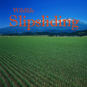 收聽Wildlife的The Sound Of Silence歌詞歌曲