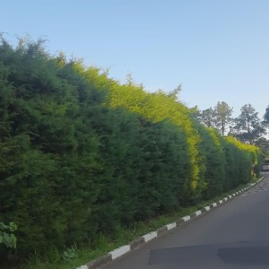 收聽Digione的Semblante (Explicit)歌詞歌曲