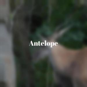 Listen to What Municipality song with lyrics from Tere Schae