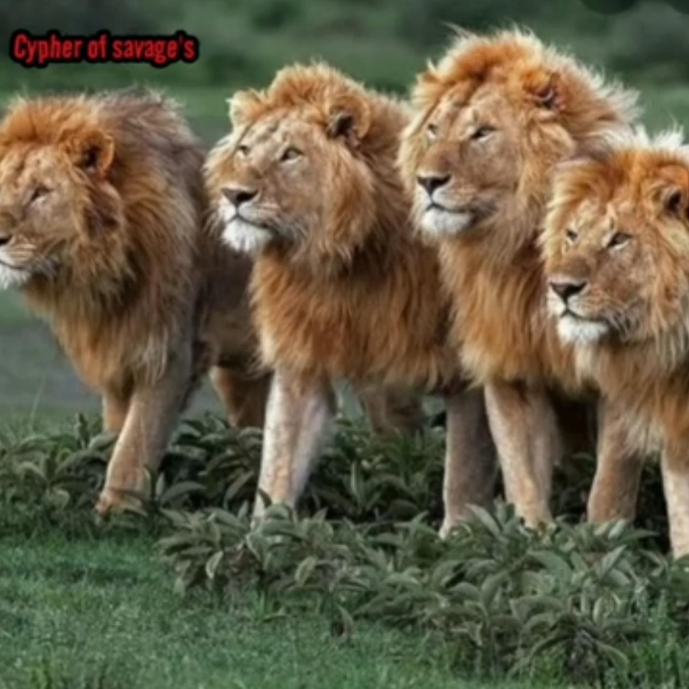 Cypher Of Savages (from Slikadaice) (feat. Tyla & Jabez Z) (Explicit)